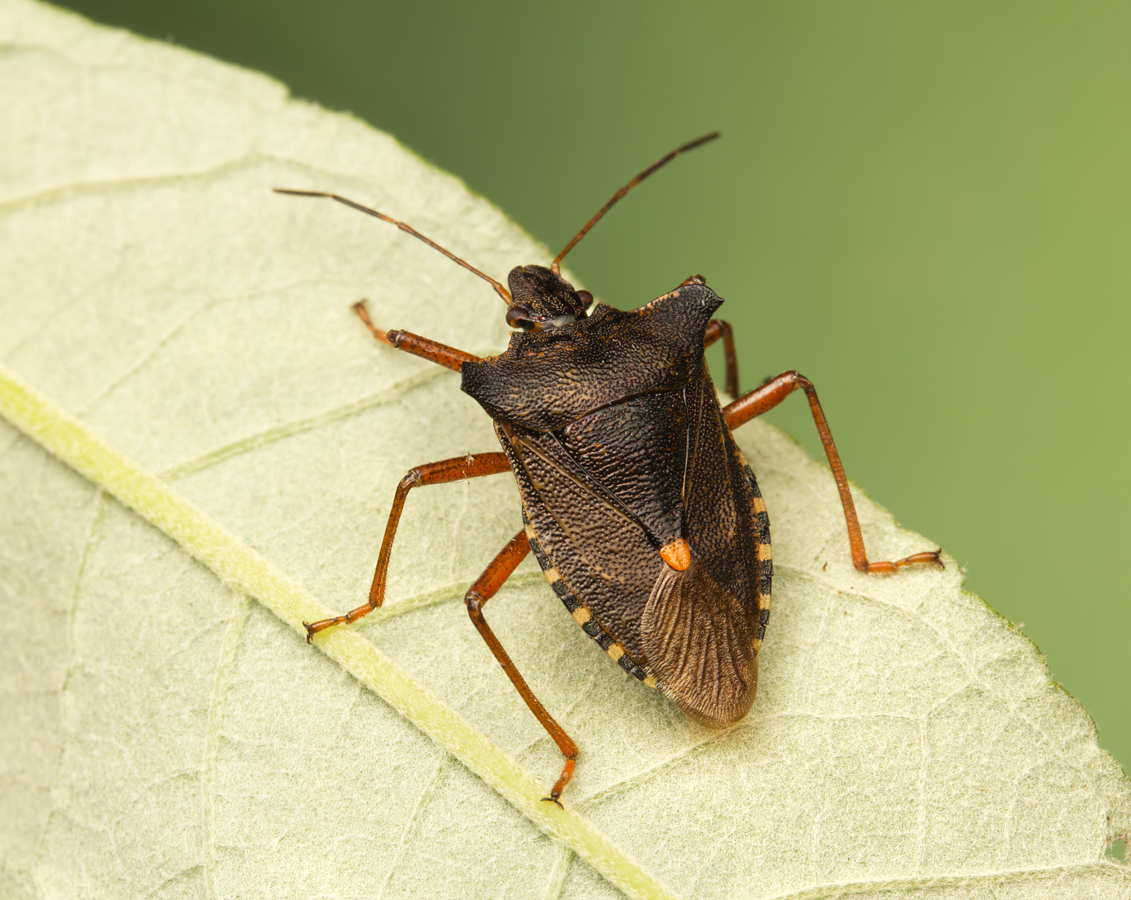 Forest Bug 1